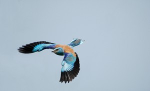 Rollier1 d'Europe - AROCHA